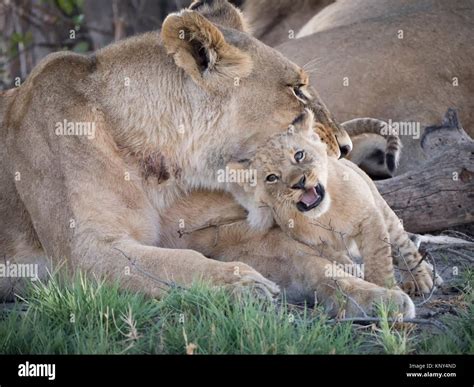 Botswana Lioness And Baby Stock Photo Alamy