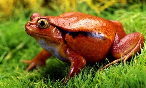Top 17 Most Popular Pet Frogs For Beginners - Everything ...