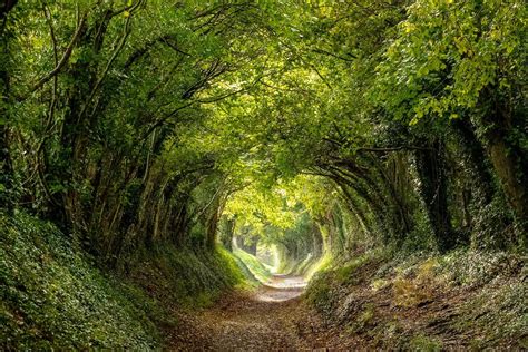 9 Terrific Tree Tunnels Around The World