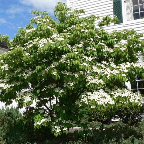 Trees usa is a grower and wholesale distributor of container grown trees, crape myrtles, roses, shrubs, grasses, perennial plants and ground cover. Tree: Kousa dogwood - RUFF