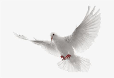 Download White Dove Clipart In Flight White Flying Dove Png Hd