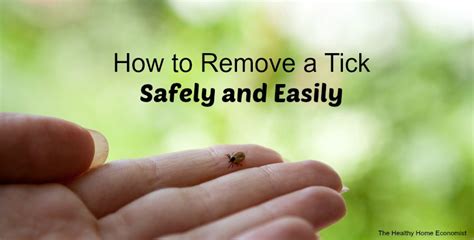 How To Remove A Tick Safely And Easily Healthy Home Economist