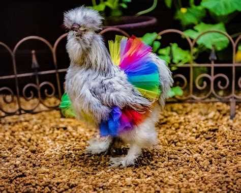 Rainbow Chicken Tutu Chicken Outfit Crazy Chicken Lady Etsy Hong Kong