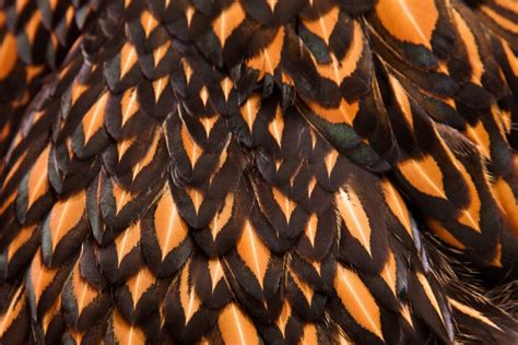 Gold Laced Wyandotte Breed Information And Care Guide 2023