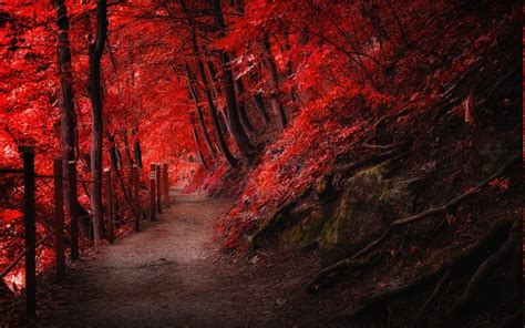 Landscape Nature Fall Red Path Fence Mountain Forest Trees