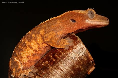 Adult Crested Gecko A Photo On Flickriver