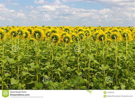 Field Of Sunflowers Back Bright Blooming Sunflowers Meadow Summer
