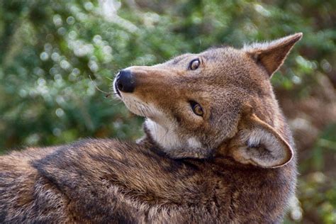 Endangered Red Wolves Get New Recovery Plan New Court Ruling