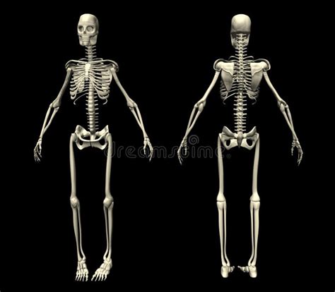 Human Skeleton Front And Back Stock Vector Illustration Of