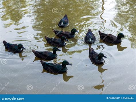 Nine Emerald Ducks Stock Image Image Of Feather Cute 103243571