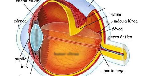Parte Colorida Dos Olhos