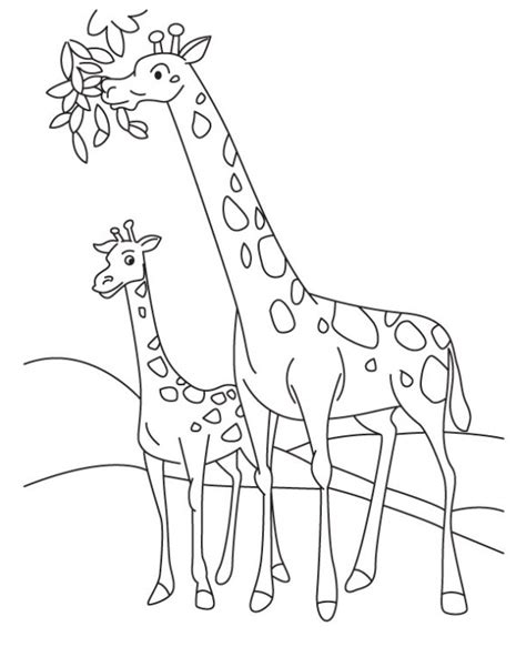Contoh Sketsa Gambar Jerapah