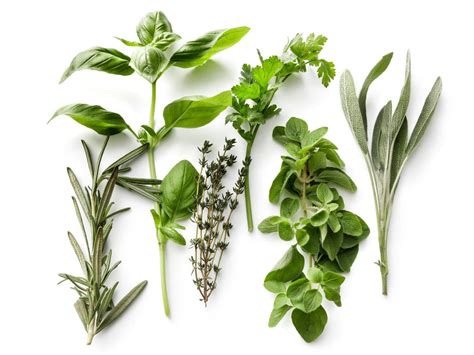 The mentionable ones include oregano, basil, thyme, summer savory, tarragon, sage, lemongrass, etc. What Is Marjoram and What's a Good Substitute? | Store ...