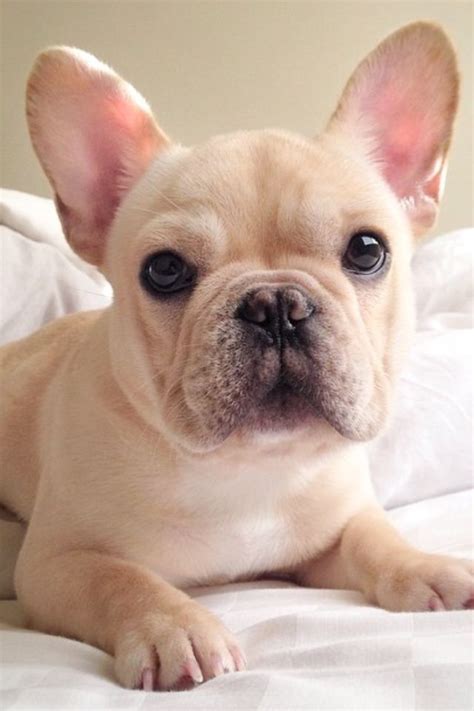 All of our puppies are reserved and have gone to their new families. Frenchiebutt on Instagram too cute French bulldog blonde ...