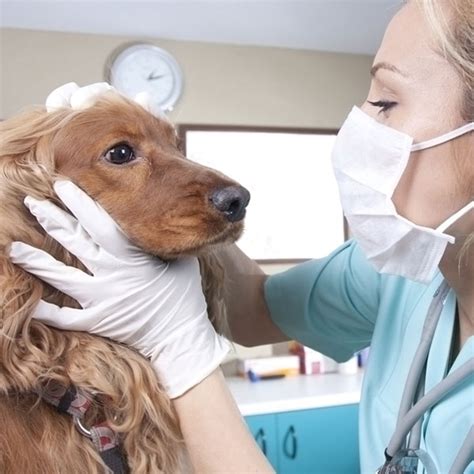 What Causes A Dog Eye Infection