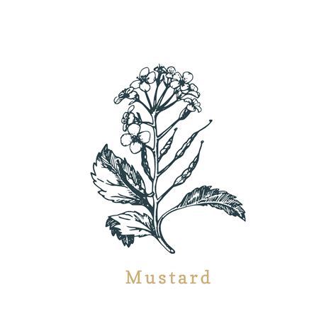 Premium Vector Vector Mustard Sketch Drawn Spice And Medicinal Herb