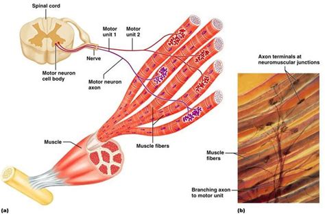 Slide Muscle Tissue Musculoskeletal System