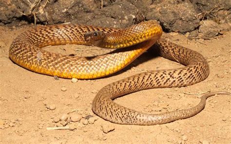 Animaisandcompanhia As 10 Cobras Mais Venenosas Do Mundo