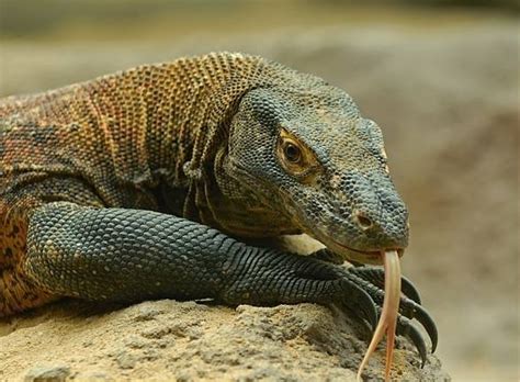 Ta strona jest potwierdzeniem tezy, że nawet największa na świecie jaszczurka zapach jedzenia przywiódł młodego smoka do kuchni w parku narodowym komodo. Waran z Komodo (Varanus komodoensis) - Smok z Komodo. | DinoAnimals.pl