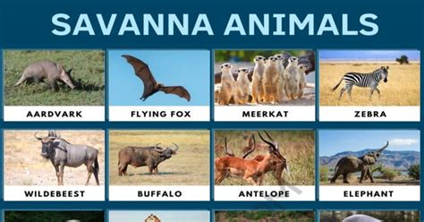 Savanna Animals List Of Wonderful Animals That Live In The Savanna 7esl