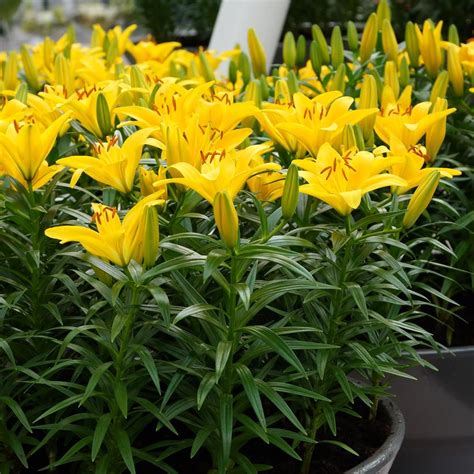 Lilium Tiny Bee Tiny Bee Dwarf Asiatic Lily From Prides Corner Farms