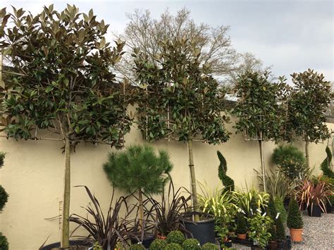 Amazing 3 4m Espalier Magnolia Grandifloras Farmhouse Garden Garden