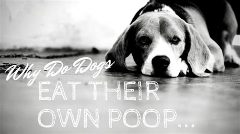 Mother dogs eat their puppies in some cases, and this is something that many dog owners perceive as abhorrent. Why Do Dogs Eat Poop from Other Animals? Or their Own