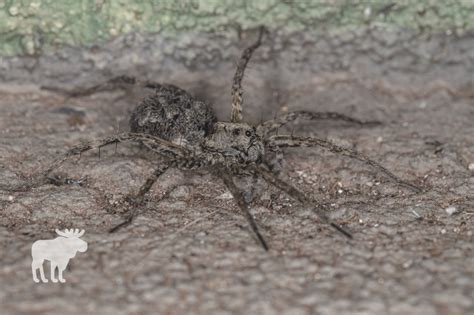 How To Identify A Wolf Spider — Forest Wildlife