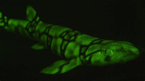 Sharks Glow In The Dark Thanks To Newly Discovered Molecules Abc News