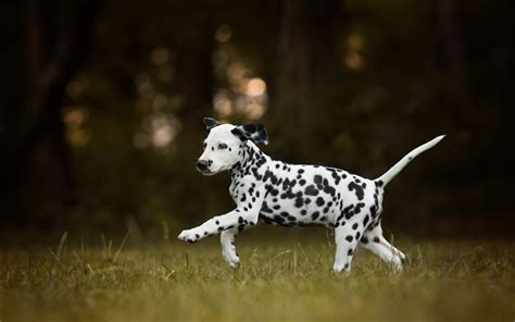 Download Wallpapers Dalmatian Little Puppy White Dog With Black Spots