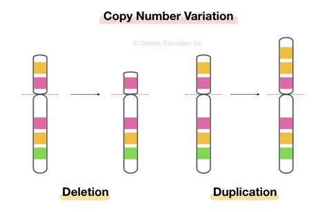 What Is Copy Number Variation And How To Detect It Genetic Education