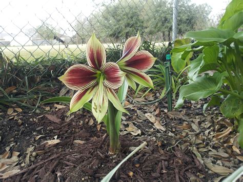 Design my butterfly garden q&a format guides you in creating a custom plant list based on your garden's location and characteristics. Papillo Butterfly Amaryllis | Garden landscaping, Garden ...