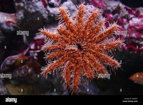 Underside Of A Crown Of Thorns Starfish Acanthaster Planci Underside