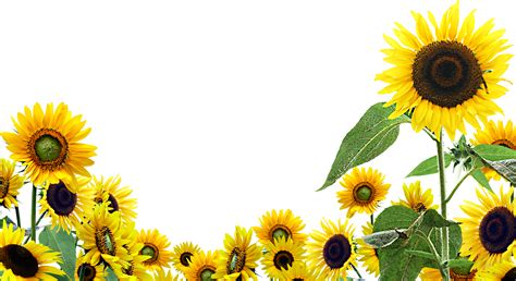 Desktop Wallpaper Common Sunflower Clip Art Sunflower
