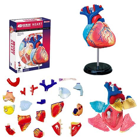 Buy Human Heart Anatomical Model 4d Human Heart Model 32 Pcs