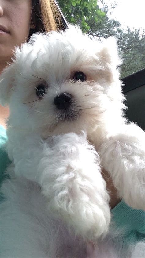 It's also free to list your available puppies and litters on our site. Care for a Maltese Dog | Maltese dogs, Maltese, Cute puppies