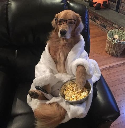 14 Funny Golden Retrievers To Cheer You Up Petpress