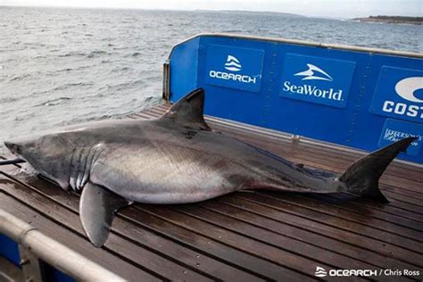 Queen Of The Ocean Massive 17ft 3 500lbs Great White Shark Caught In