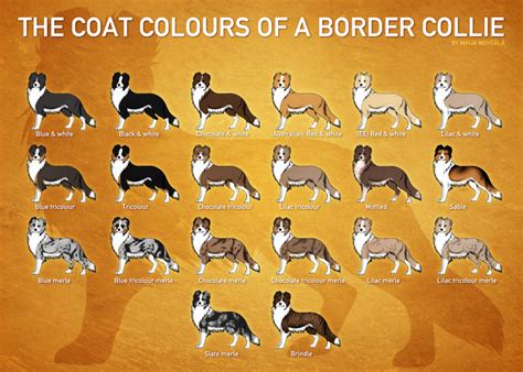 Breed Standard Sukc Border Collie Breed Club