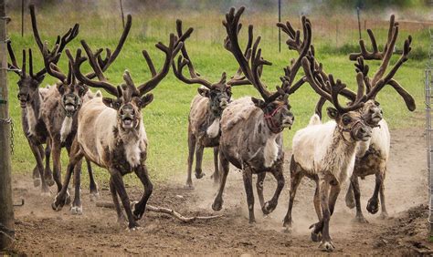 Reindeer Express Reindeer Rentals Reindeer