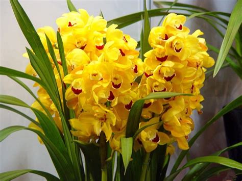 Because there are so many types of orchids, we listed a few webshops and stores that sell this beautiful houseplant. 100pcs/bag cymbidium orchid,yellow cymbidium,cymbidium ...