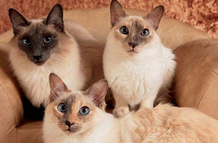 The balinese is an active cat and will require approximately 80 kcals of food per kg bodyweight per day. The Balinese Cat | Balinese cat, Siamese cats blue point, Cats