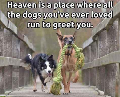 Heaven Dog Quotes Dogs Dog Love
