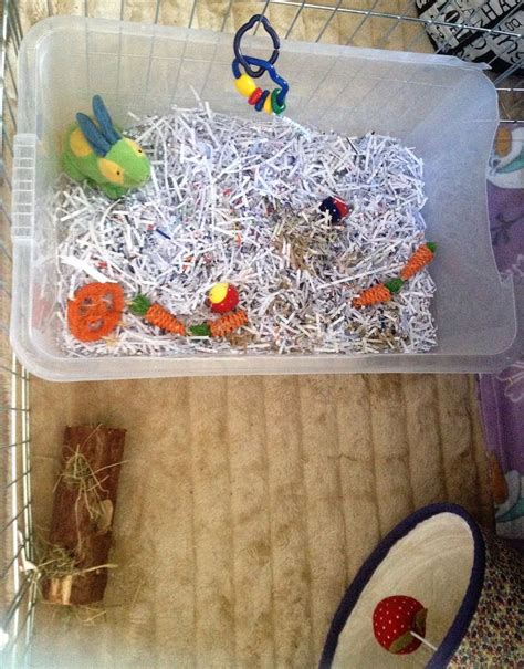 Bert Paper Shredding Dig Box With Toys