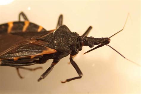 Use the pictures and information below to help you identify bug bites and stings. Deadly 'kissing bug' spreads; bites you as you sleep - San ...