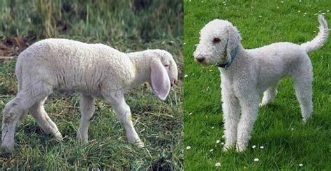 Dogs That Look Like Sheep - Petaddon