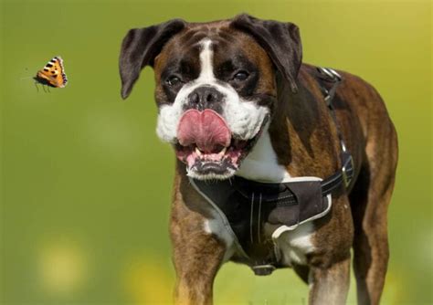 Do Boxers Have High Prey Drive And How To Use It In Training Boxer