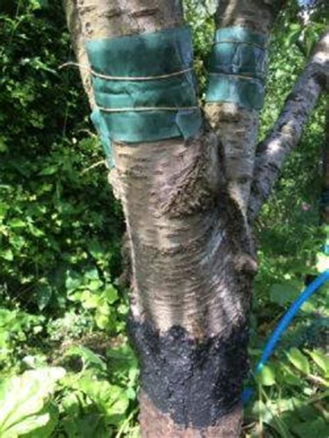 Grease bands and tree barrier glues. Fruit Tree Sleeves - Harrod Horticultural