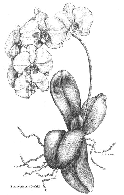 Orchid Sketches Orchid By Irongarlic Traditional Art Drawings Other