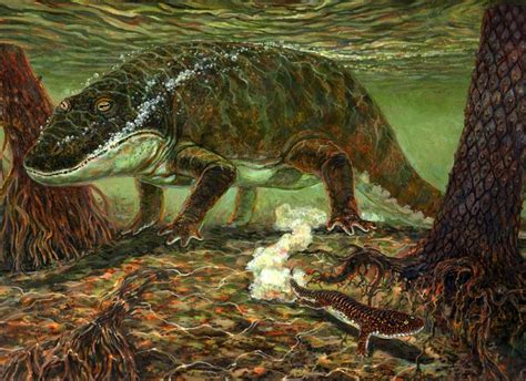 Eryops Late Carboniferous To Early Permian At 2 M Long This